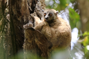 Lemur ankaranský
